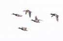 Mallard ducks in flight. Oct. '25.