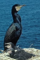 Cormorant and young on nest.