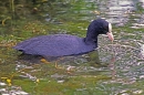 Coot,feeding.