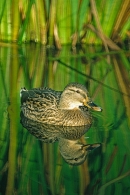 Female Mallard and reflection.