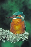 Kingfisher f at rest.