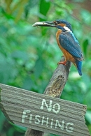 Kingfisher on 'no fishing' sign.