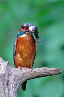 Kingfisher,facing,with fish.