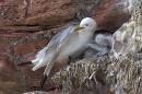 Kittiwake and young 3.