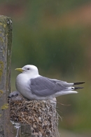 Kittiwakes on nest,in the rain.