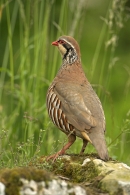 Red Legged Partridge,facing away.