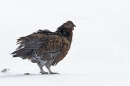 Red Grouse in the snow(All Shook Up 2) 3/3/'10.