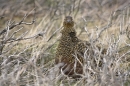 Red Grouse f in burnt heather.24.04.'10