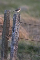 Wheatear. May'10.