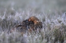 Red Grouse m,preening. May'10.