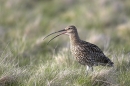 Curlew,calling.Jun '10.