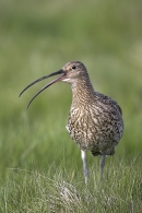 Curlew,calling 1. Jun '10.