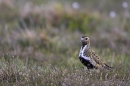 Golden Plover,m. Jun '10.