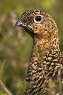 Female Red Grouse. Jun '10.