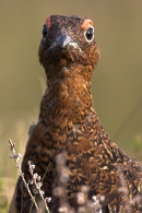 Male Red Grouse Portrait. Jun '10.