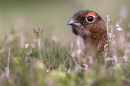 Male Red Grouse,close up. Jun '10.