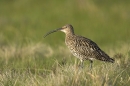 Curlew in grasses,calling. Jun '10.