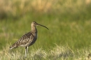 Curlew. Jun '10.