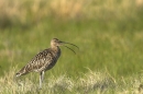 Calling Curlew. Jun '10.