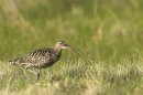 Curlew,walking. Jun '10.