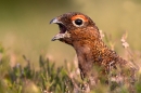 Male Red Grouse calling,close up. Jun '10.