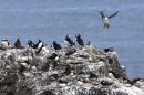 Puffins. Jun '10.