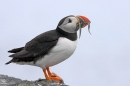 Puffin stood on rock with sandeels. Jun '10.