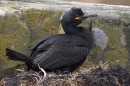 Shag on nest. Jun '10.