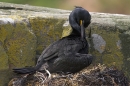 Shag on nest,preening. Jun '10.