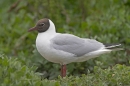 Black Headed Gull. Jun '10.