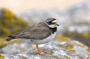 Ringed Plover f. Jun '10.