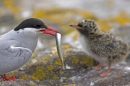 Arctic Tern with sandeel for chick. Jun '10.