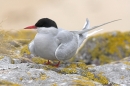 Arctic Tern on lichen rock. Jun '10.