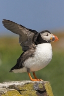 Puffin with raised wings. Jul '10.