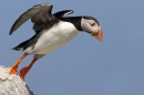 Puffin,lift off. Jul '10.