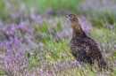 Red Grouse in heather 1. Aug '10.