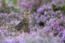 Red Grouse in heather 2. Aug '10.