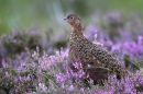 Red Grouse in heather 3. Aug '10.