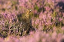 Red Grouse in heather 4. Aug '10.