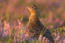 Red Grouse in heather 6. Aug '10.