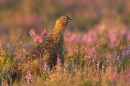 Red Grouse in heather 7. Aug '10.