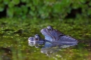 Pair of frogs. Mar '17.