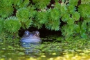 Common frog in duckweed. Mar '17.