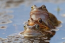3 Common Frogs. Mar '21.