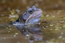 1 male Common Frog. Mar. '25.