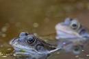 2 male Common Frogs. Mar. '25.