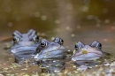4 male Common Frogs 2. Mar. '25.