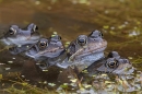 4 male Common Frogs 1. Mar. '25.