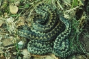 2 Adders.