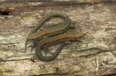 2 Common Lizards 2.